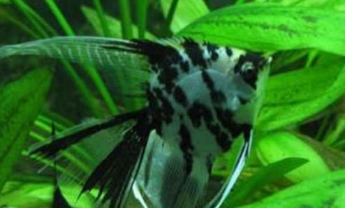 燕魚起飛后多久喂食