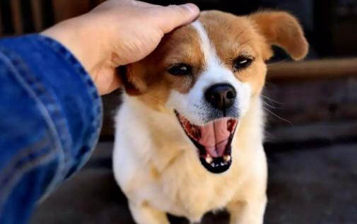 土霉素片狗狗能不能吃