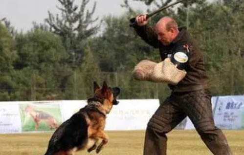 德牧幼犬瘦怎么喂養