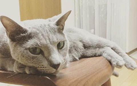 剛出生小貓不動了四肢冰冷還有救嗎