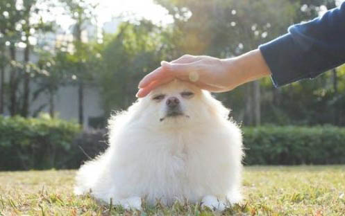 狗狗指甲出血多久能好