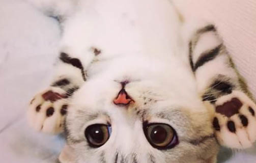 貓神經性晃腦袋是什么原因呢
