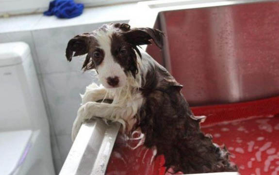 中國沙皮犬口吐白沫是什么原因
