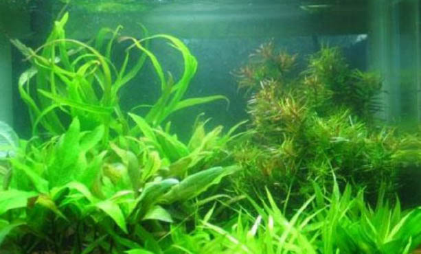 如何提高魚缸中的溶氧量