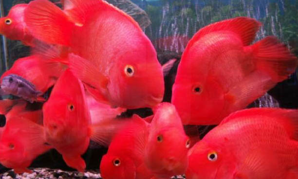 孔雀魚不用加熱棒可以嗎