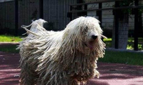 可蒙犬細(xì)小病毒引起的原因及處理方法