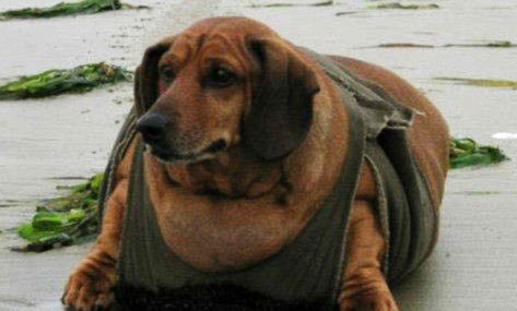 格力犬跟靈提犬的區別