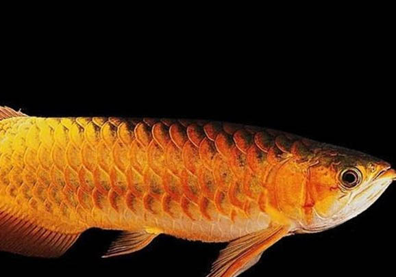 紅龍魚患水霉病的原因是什么