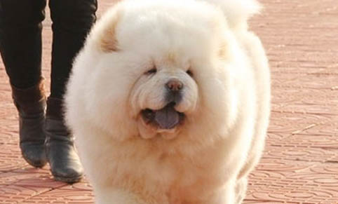 松獅犬性格