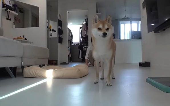 熊貓犬一只多少元