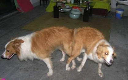 狗狗細小拉血排毒過程