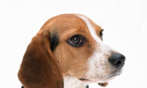 比格犬價(jià)格多少錢一只