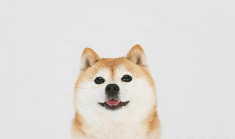 哪里有柴犬賣