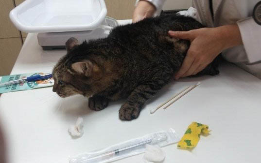 小貓幾個月算成年