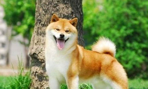 寵物柴犬會咬人嗎?