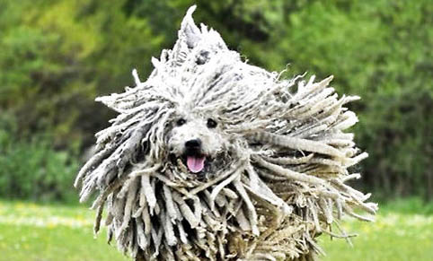 可蒙犬生產后惡露多久排干凈