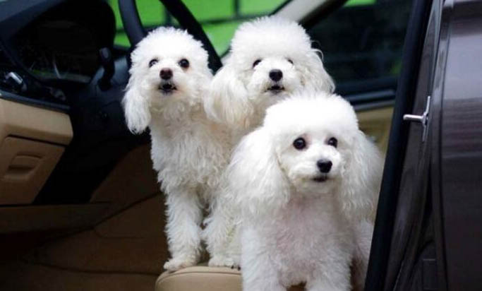 貴賓犬口嗅原因及處理方法