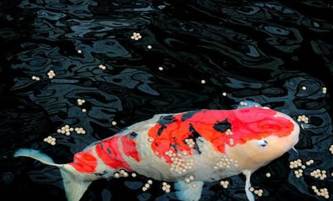 高錳酸鉀對魚有傷害嗎