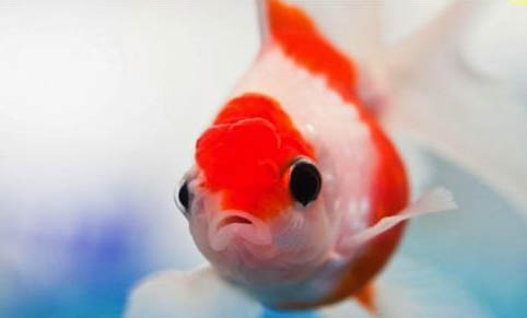 紅綠燈魚吃哪些食物