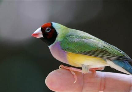 七彩文鳥一母二公繁殖嗎