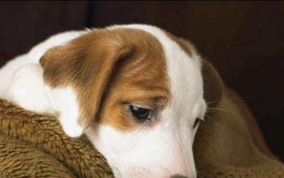 怎么辨別幼犬品種
