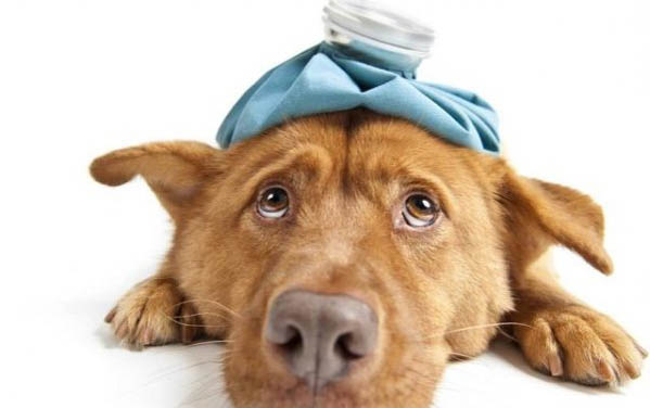 狗狗耐熱溫度是多少