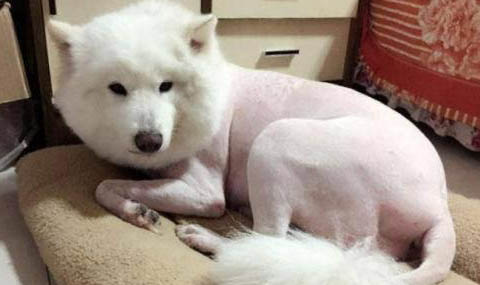狗狗肺炎癥狀和治療