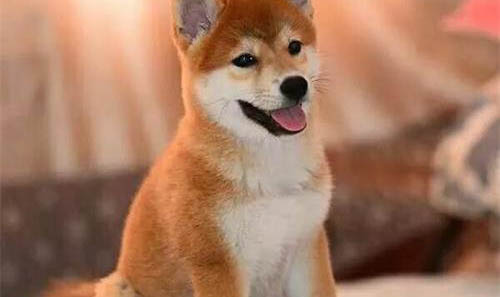 日本秋田犬價(jià)格多少錢一只