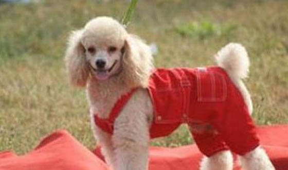 貴賓犬洗澡需要注意點(diǎn)什么