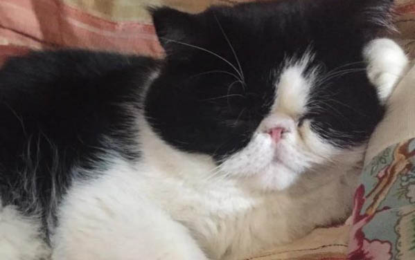 小貓中毒癥狀是怎么樣的