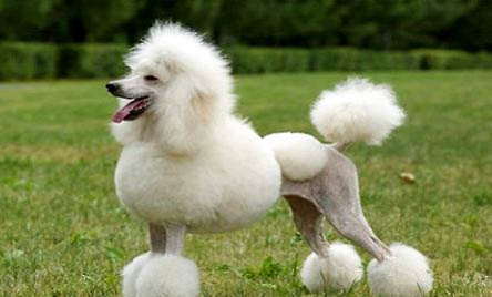 灰色貴賓犬多少錢一只?