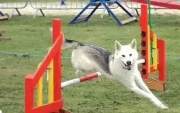 德牧幼犬驅蟲多久可以進食