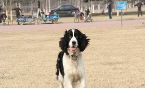 適合女生養的犬種