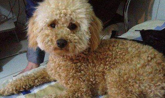 農村養高加索犬犯法嗎