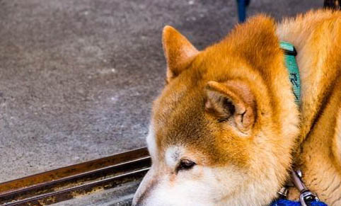 日本秋田犬價格多少錢一只