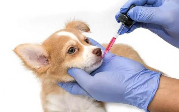 腸炎型犬瘟要治療多久