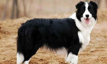 邊境牧羊犬發燒什么癥狀有哪些