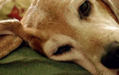 狗狗多久擠一次肛門腺