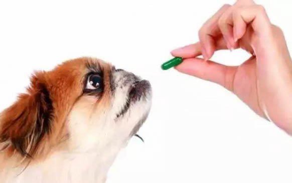 狗狗在家撒尿