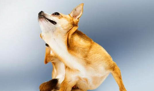 寵物犬專用止痛藥