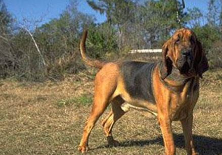 維希拉獵犬拉血便的原因及處理方法