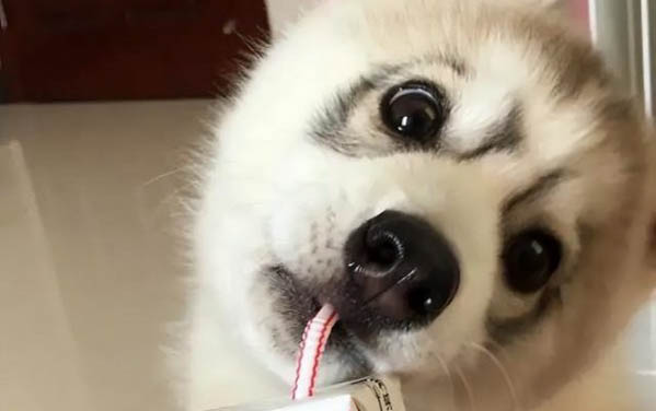 小狗眼睛有眼屎是什么原因