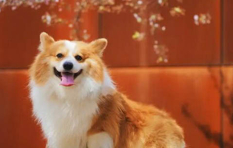 法斗犬和柯基犬優缺點對比哪個好