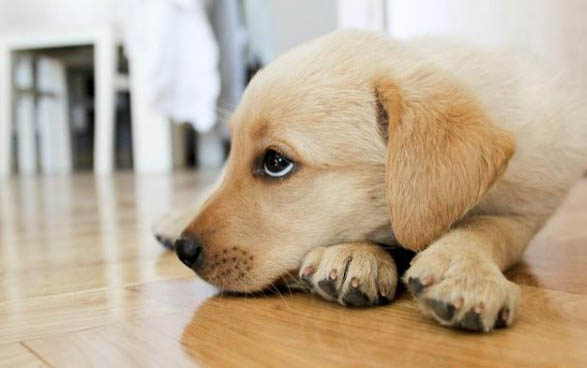 狗狗得犬瘟一般多久抽搐一次?