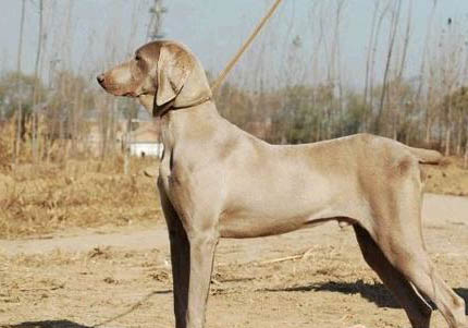 維希拉獵犬坐著后腿往外撇