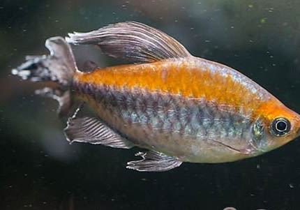 6月份水庫釣魚釣多深水好