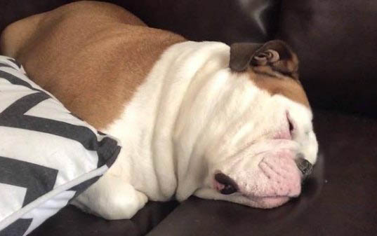 做細小和犬瘟要多久時間