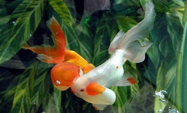 養熱帶魚需要什么設備?