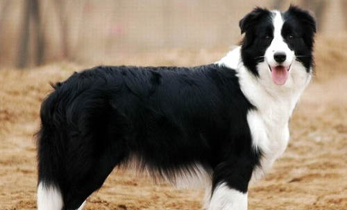 邊境牧羊犬脾臟大的原因及處理方法