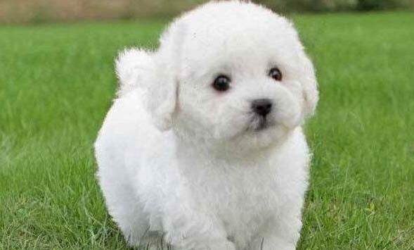 犬瘟后期撐多久